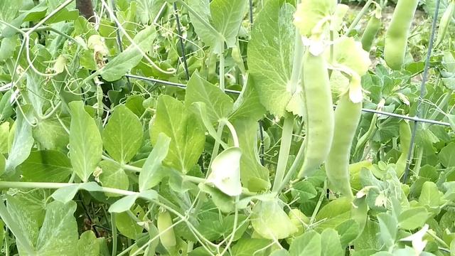 ☼Берёзовые веники (заготовка для бани). смотреть онлайн