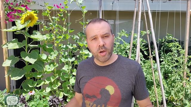 How to Grow Squash Vertically...EVEN ZUCCHINI! Small Space Gardening. смотреть онлайн