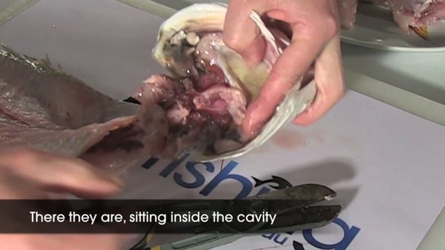 How To: Remove Mulloway Otoliths (Jewie Jewels) смотреть онлайн