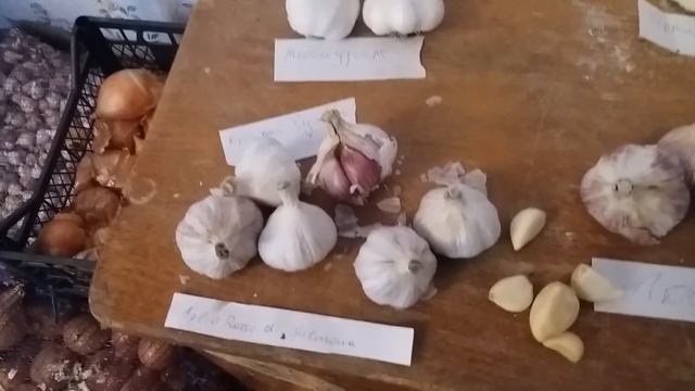 Сорта чеснока для хранения. Продолжение эксперимента. Озимый лук, сорта,сроки посадки. смотреть онлайн