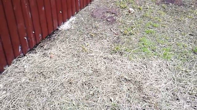 В какую погоду гулять молодым индюкам. смотреть онлайн