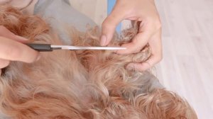 Как бороться с колтунами у собак?