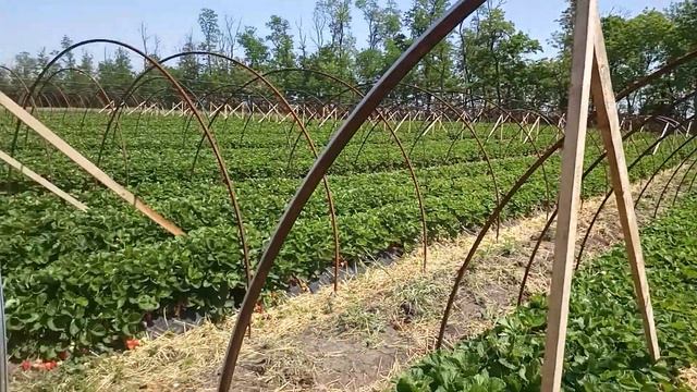 Супер Клубника Прими (Premy) в открытом грунте #клубника#виноград#рассада смотреть онлайн