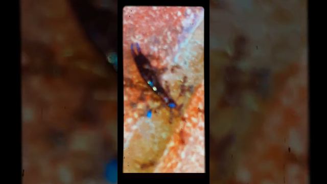 Муравьи едят ухо и живут моли смотреть онлайн
