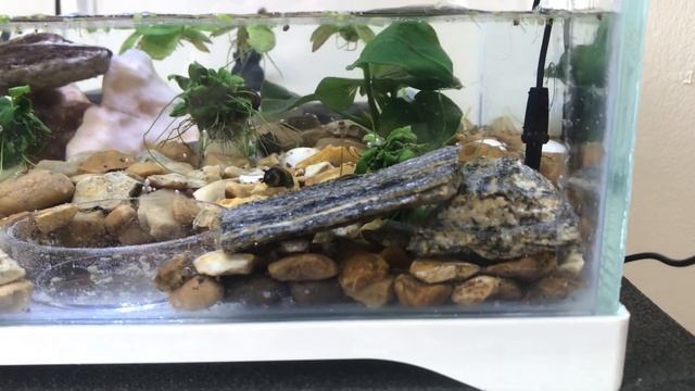 Hymenochirus Boettgeri ❤️ смотреть онлайн