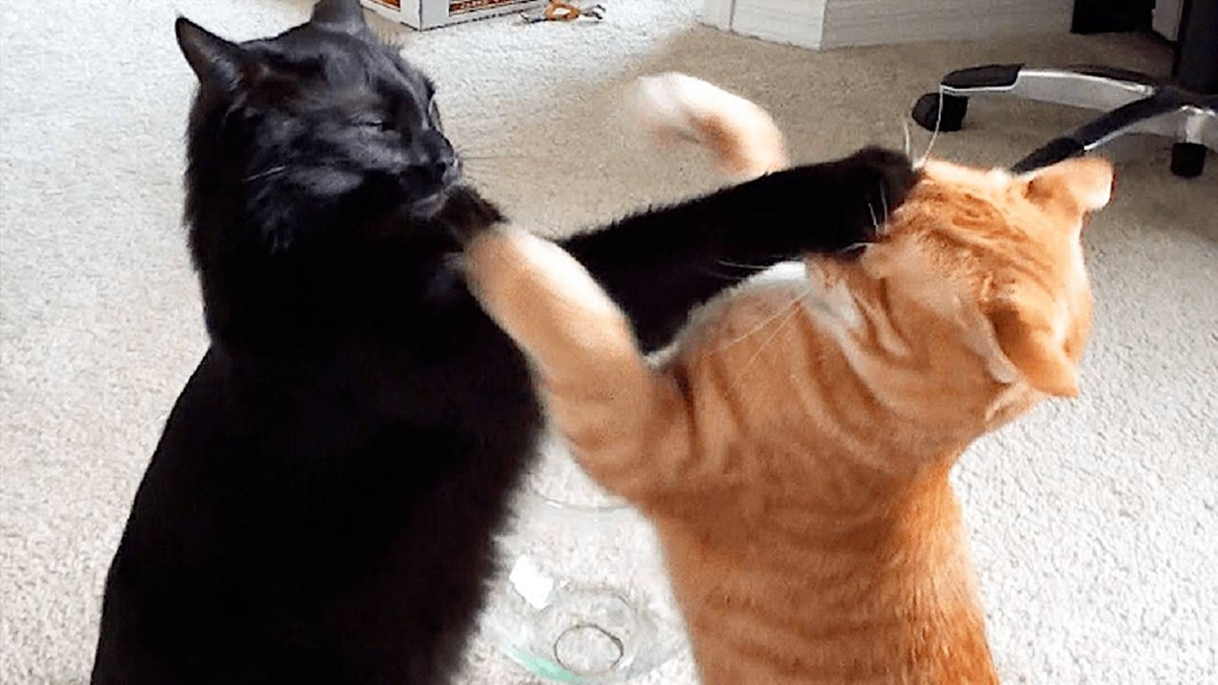 Смешные коты 2024 😹 Смыщные видео с котиками от funnycat смотреть онлайн