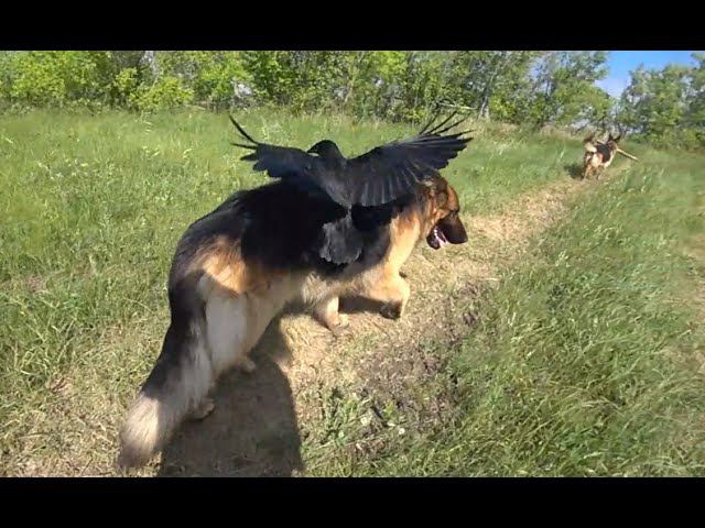 ДорОги дОроги ДАРами РАДости.. смотреть онлайн