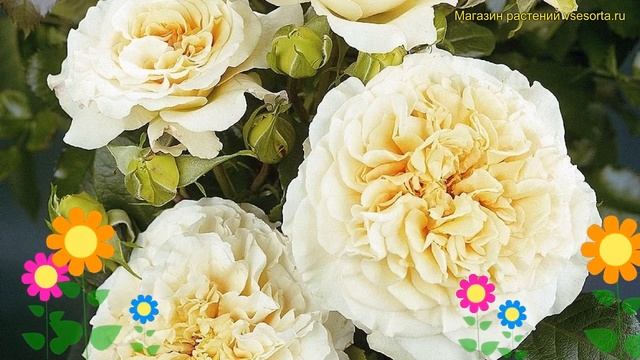 Роза чайно-гибридная Комтесса. Краткий обзор, описание характеристик rosa Comtessa смотреть онлайн