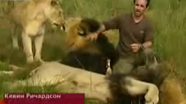 Кевин Ричардсон - часть львиного прайда смотреть онлайн