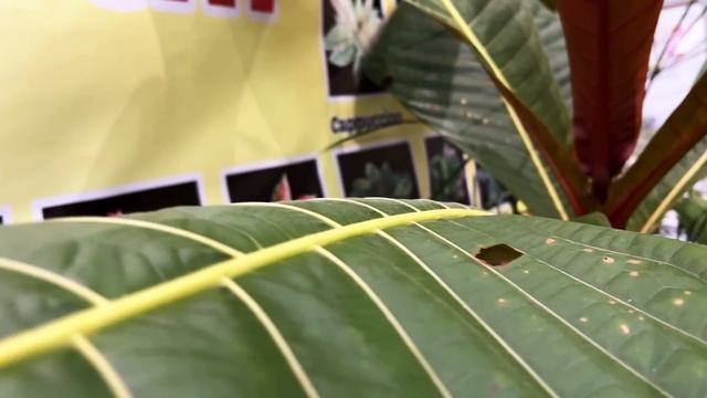 FLOII convex Indonesia part 1 - Trending plants with tons of new discoveries! смотреть онлайн