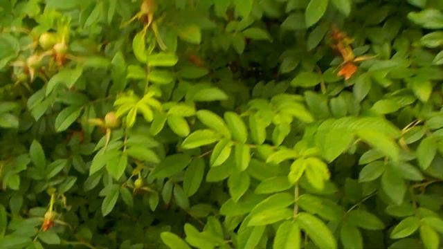 Вкусный ароматный чай . Как я делаю чай. смотреть онлайн