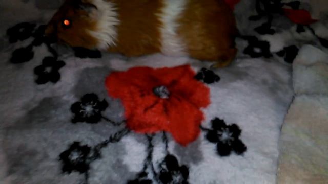 С ЛЁГКИМ ПАРОМ РЫЖИК? ЧТО? ПОМЫЛА СВИНКУ( смотреть онлайн