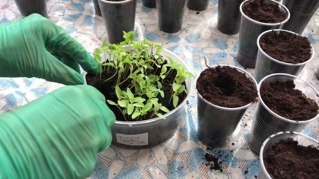 ЦЕЛОЗИЯ. ПИКИРУЕМ ЦЕЛОЗИЮ смотреть онлайн