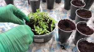 ЦЕЛОЗИЯ. ПИКИРУЕМ ЦЕЛОЗИЮ