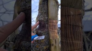 Как нельзя вешать скворечник, исправляю ошибки.