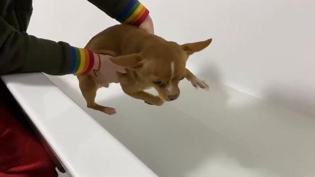 Ржака) собака плывёт над водой .. приколы с собаками смотреть онлайн