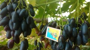 Виноград Рембо. Урожайность