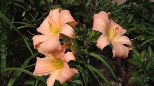 Какие бывают лилейники