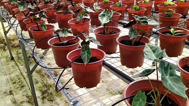 Alocasia watsoniana 60k/ chậu. zalo 0976438481 смотреть онлайн