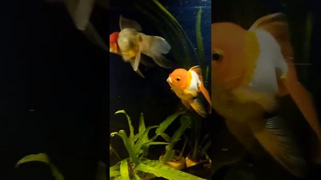 Oranda Red Cap...15 см. Оранда красная шапка смотреть онлайн