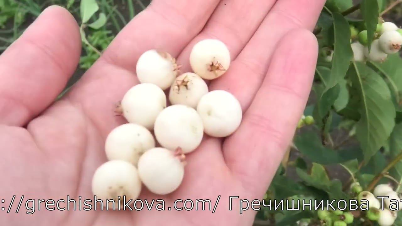 АЛЬТАГЛОУ белоплодный сорт ирги смотреть онлайн