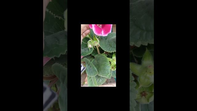 #short Gloxinia ❤️❤️❤️ смотреть онлайн