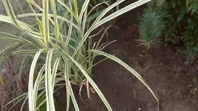 Вейгела Lime monster, гортензия Skyfall, буддлея Buzz velvet и другие растюхи смотреть онлайн