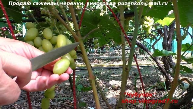 Виноград БАНАНАС - нежный мускат и крупная ягода, крупная гроздь. Пузенко Наталья Лариасовна