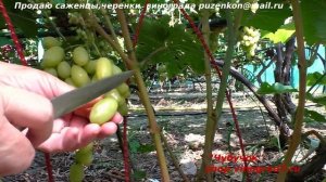 Виноград БАНАНАС - нежный мускат и крупная ягода, крупная гроздь. Пузенко Наталья Лариасовна