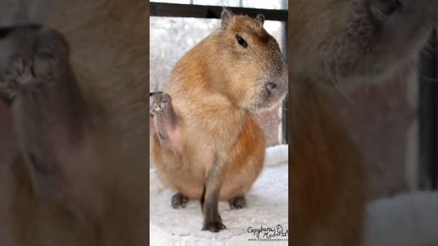 Интересные факты о капибара смотреть онлайн