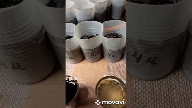 РЕЗУЛЬТАТ ОБРАБОТКИ СЛАДКОГО ПЕРЦА ОРАНЖЕВЫЙ БЫК 3-МЯ СПОСОБАМИ. ОГОРОД НА КУБАНИ. shorts# смотреть онлайн