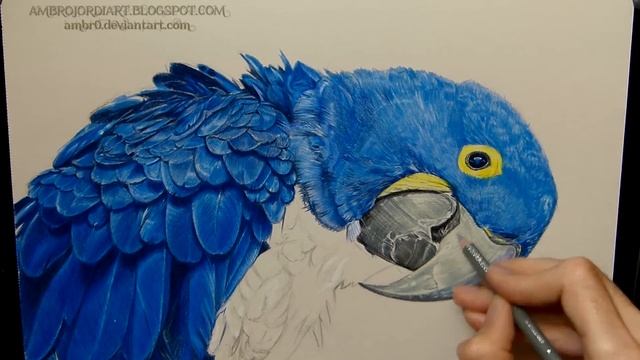 Hyacinth Macaw Drawing Realistic #Ambrojordiart смотреть онлайн