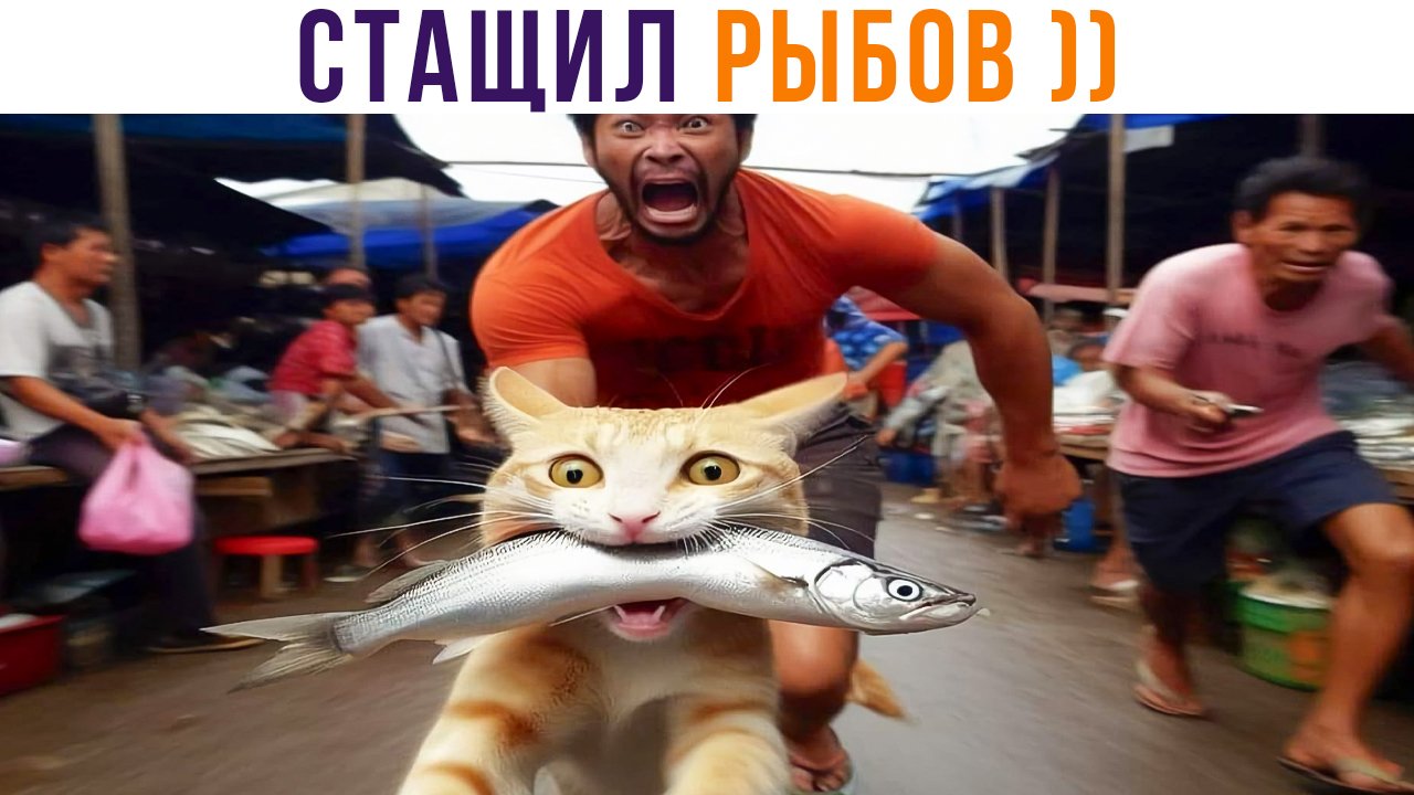 СТАЩИЛ РЫБОВ ))) | Приколы с котами | Мемозг 1338 смотреть онлайн