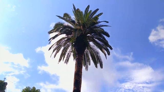 Где поесть в Абхазии. Гагра - Араукария. Сухум - Нартаа Vinograd. Новый Афон - Мзымта. Гастротур Ед смотреть онлайн