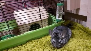 Шиншиллы играю с шиншиллами ура.Видео для детей.