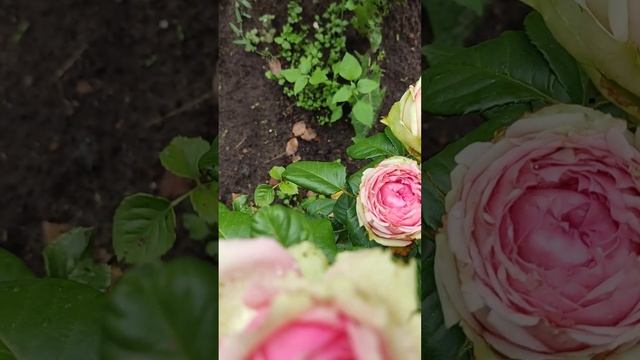 Роза в саду#цветы #дача смотреть онлайн