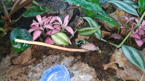 Кормление - Красящих древолазов (Коста Рика) / Dendrobates auratus (Costa Rica)
