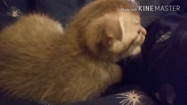 Котёнок Марсик- мой новый питомец. смотреть онлайн