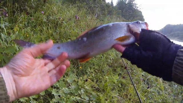 (Трейлер) За Крупным ХАРИУСОМ на Северный Урал. Рыбалка на Хариуса река Чикман 2022 смотреть онлайн