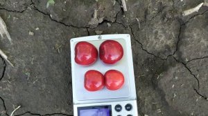 Черешня Сильвия