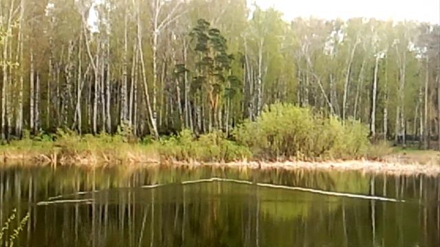 ✅Утки на Лесном озере. Новосибирск смотреть онлайн