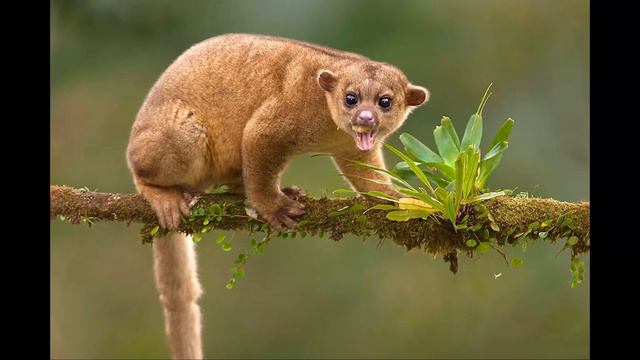 Animals For Kids To Learn 200 Animals For Kids, Toddlers & Babies In English Educational Video HD 8