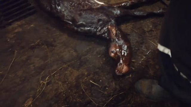 Роды у коровы. Работа в Финляндии на ферме. Childbirth At The Cow. Working In Finland