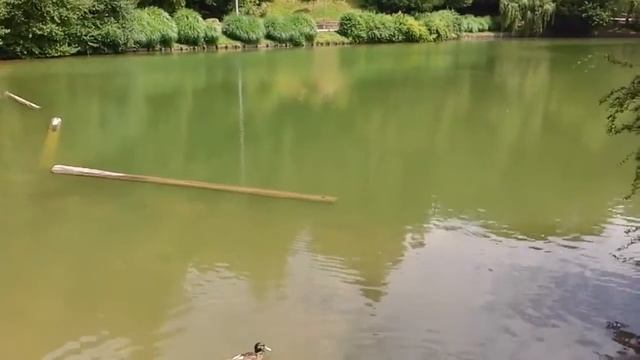 Яндиев Джамалда. «Со ваьча» Тамбиев Магомед. Австрия смотреть онлайн