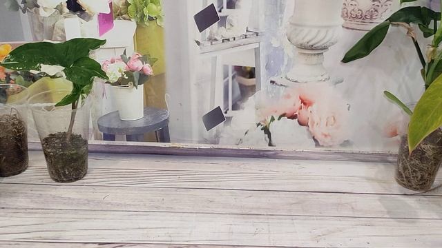 Детки комнатных растений на 22.06.22 смотреть онлайн