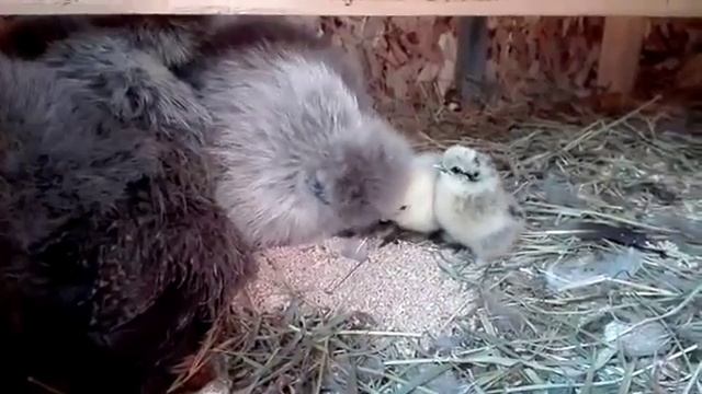 Куры. Китайские шёлк семейка смотреть онлайн