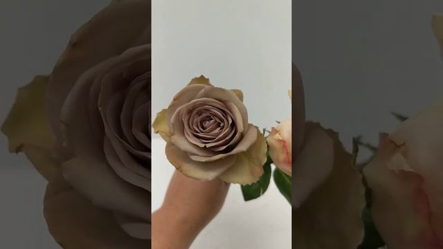 Rose Review Mauve Colors Quicksand And Amnesia Roses смотреть онлайн
