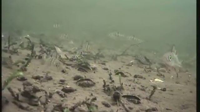 подводная камера  Online (Gribi Redzeet Kas Zem Ledus-varu Paliidzeet)