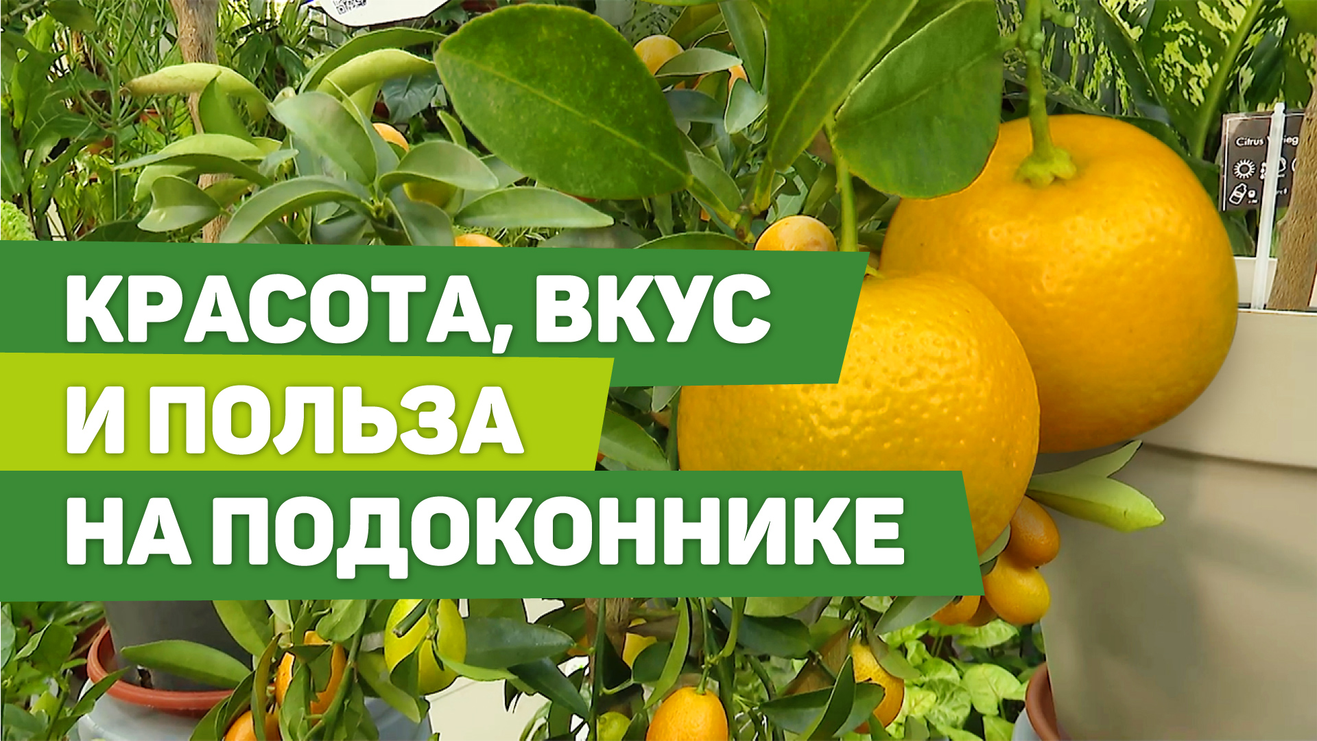 Особенности выращивания цитрусовых в домашних условиях. Плоды будут круглый год! смотреть онлайн