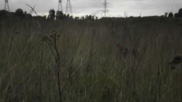 Курцхаар Райт, коростель в Митино, пос. Рождествено смотреть онлайн